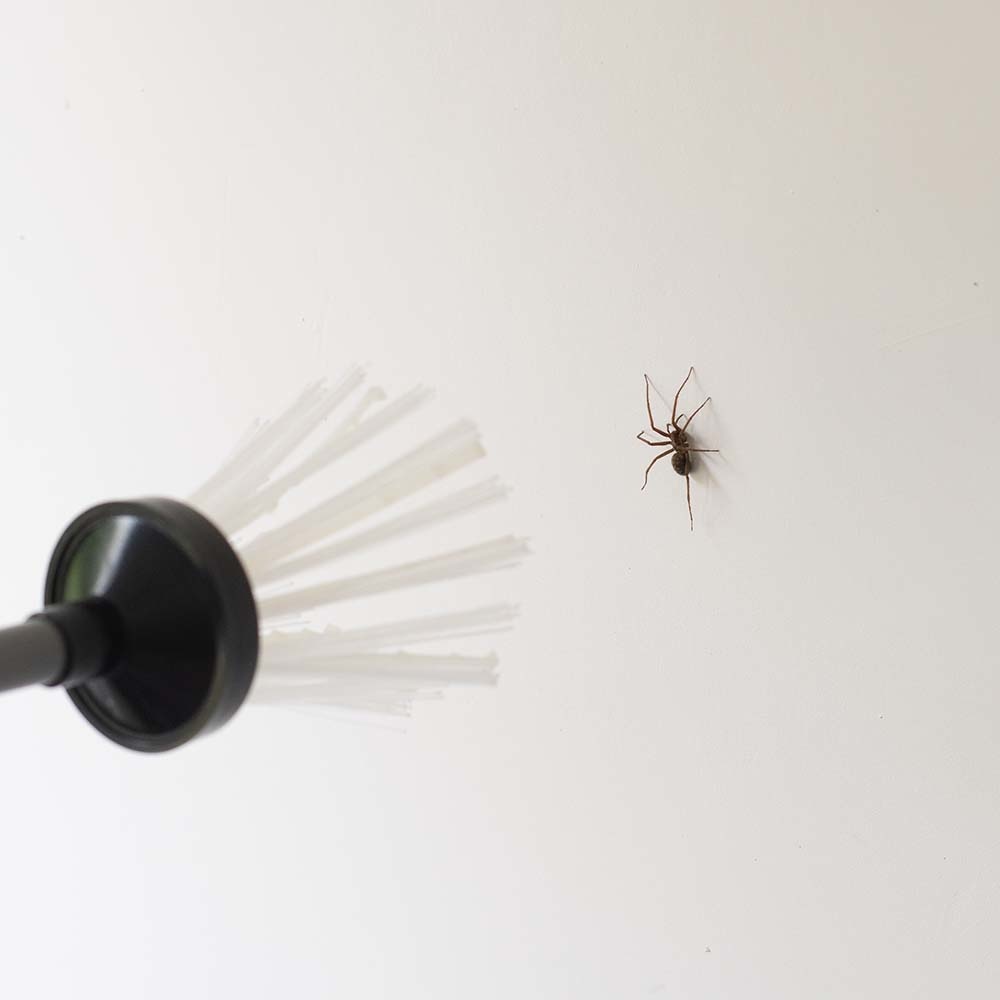 Attrape insectes Brosse