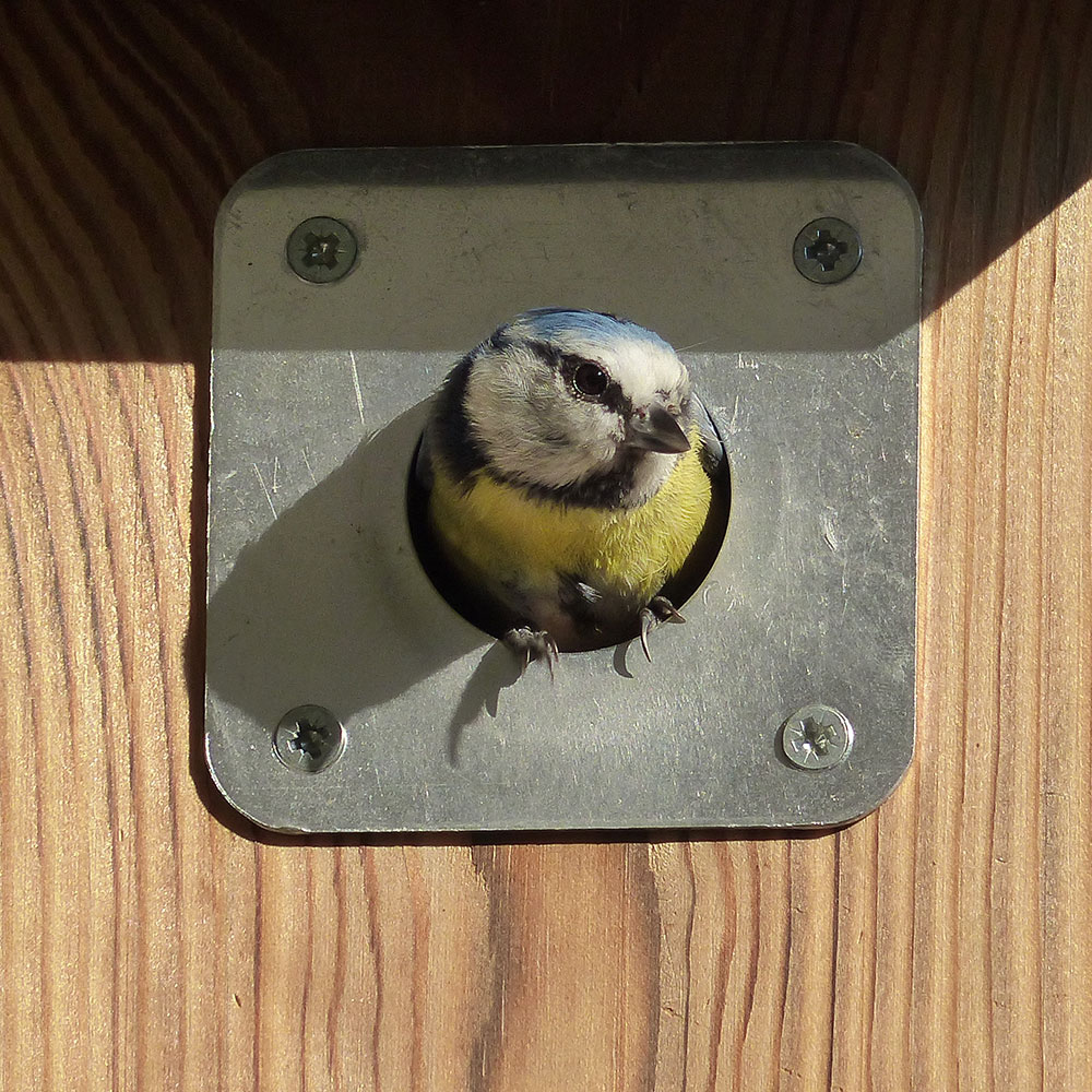 Bird Nest Box Metal Plate