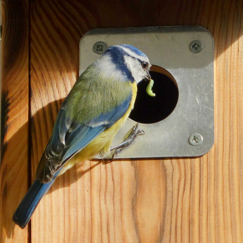 Bird Nest Box Metal Plate