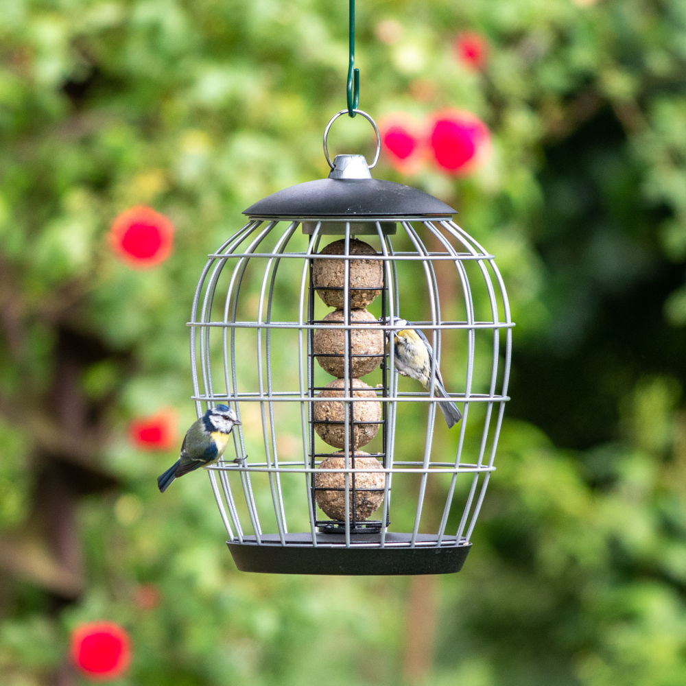 Aura Fat Ball Bird Feeder with Guardian