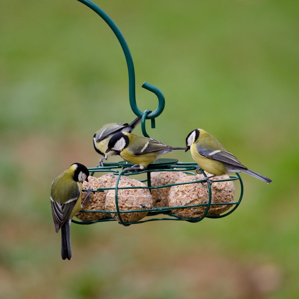 Fat Ball Star Bird Feeder