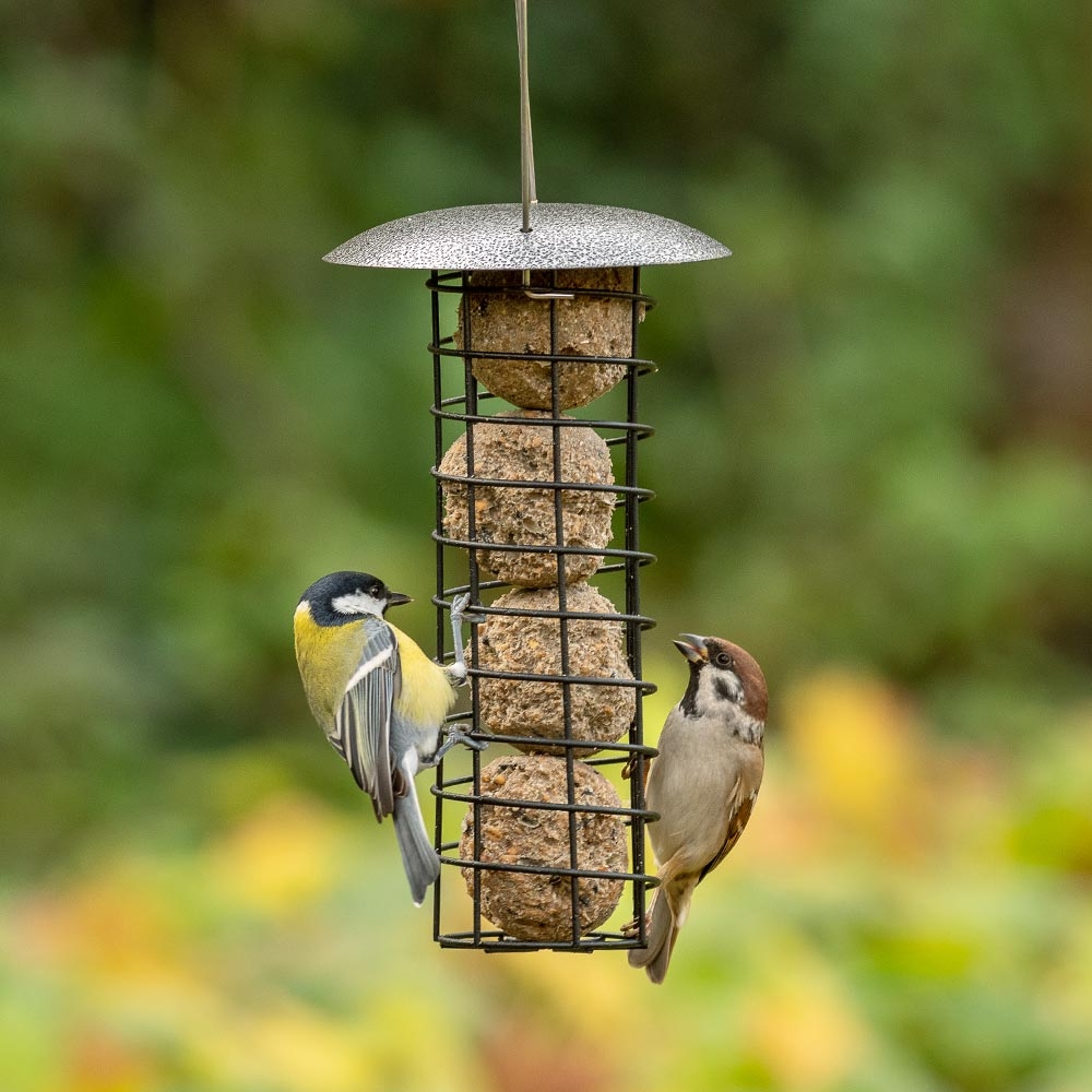 Adelaide Metal Fat Ball Bird Feeder