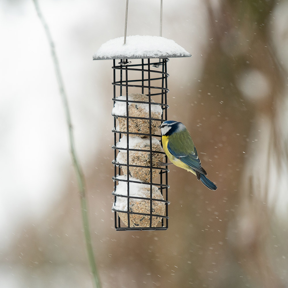 Adelaide Metal Fat Ball Bird Feeder