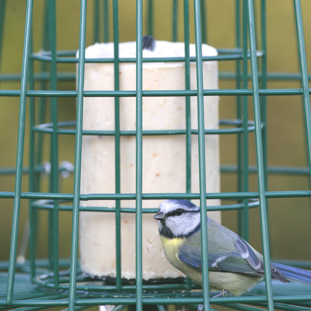 Fat Ball & Peanut Cake Guardian Bird Feeder