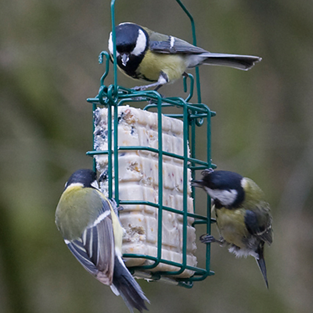 Peanut Cake Square Bird Feeder