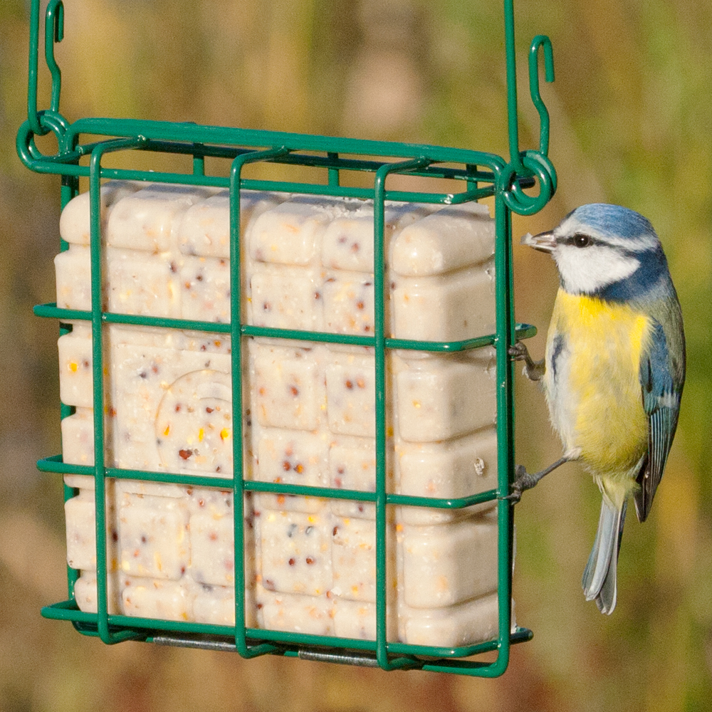 National Trust Rhine Peanut Cake Square Feeder