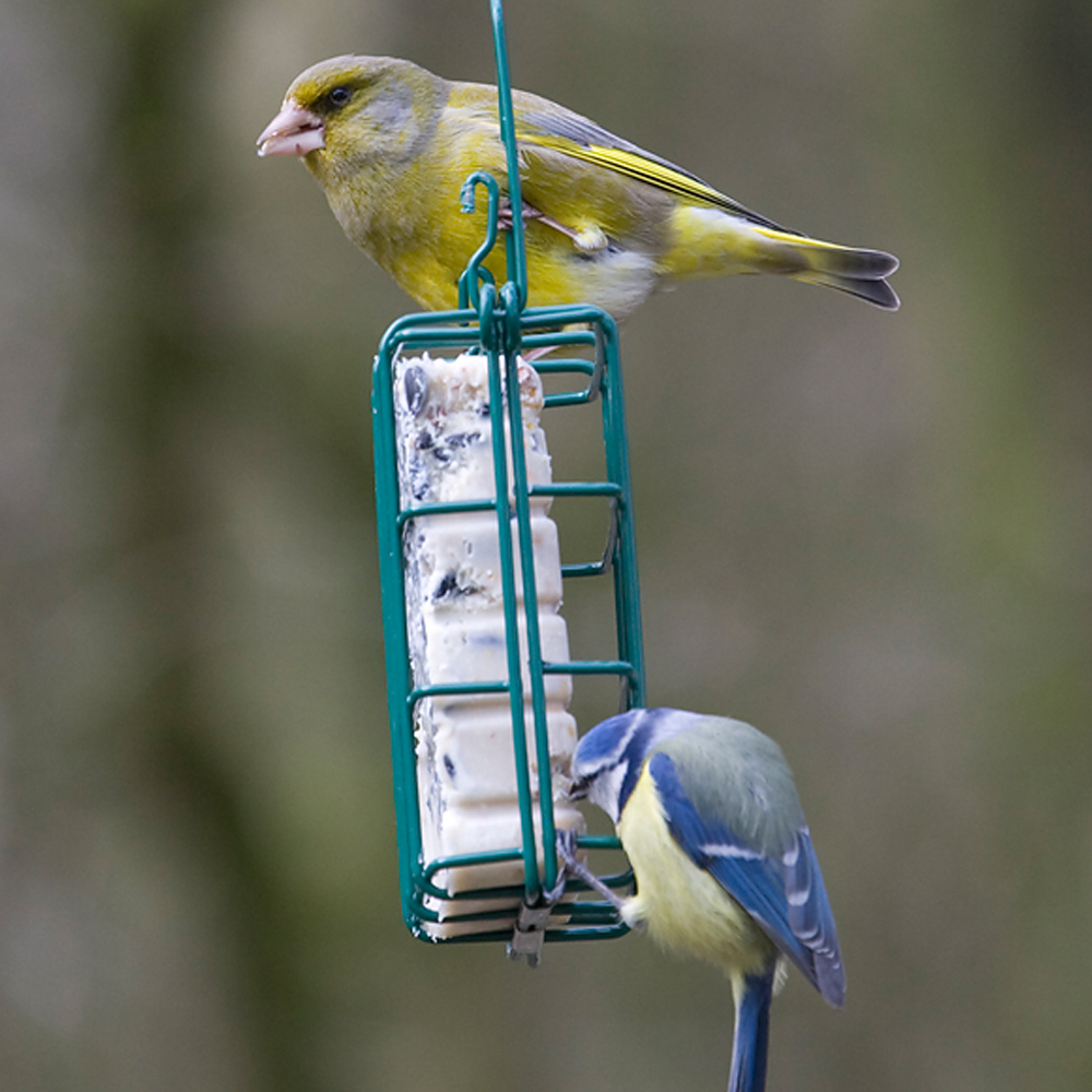 National Trust Rhine Peanut Cake Square Feeder