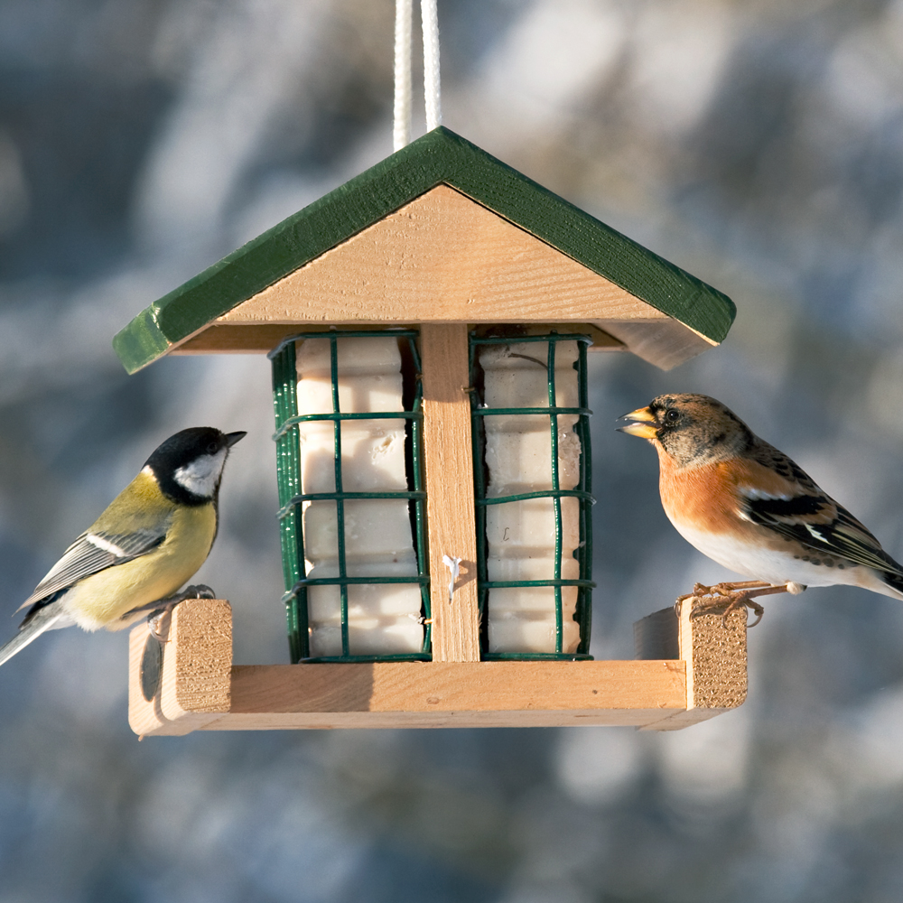 Pasadena Peanut Cake Square Feeder