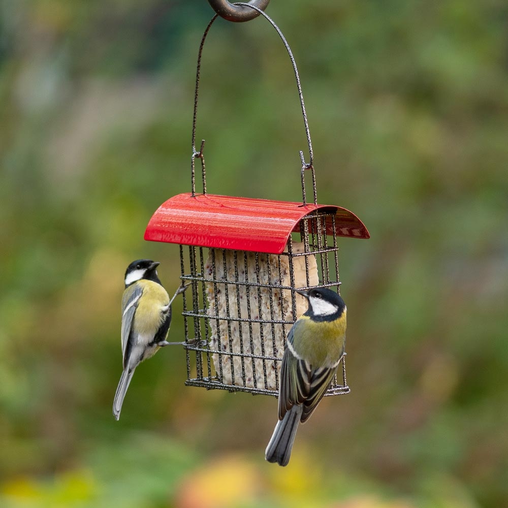 Sydney Peanut Cake Feeder - Red