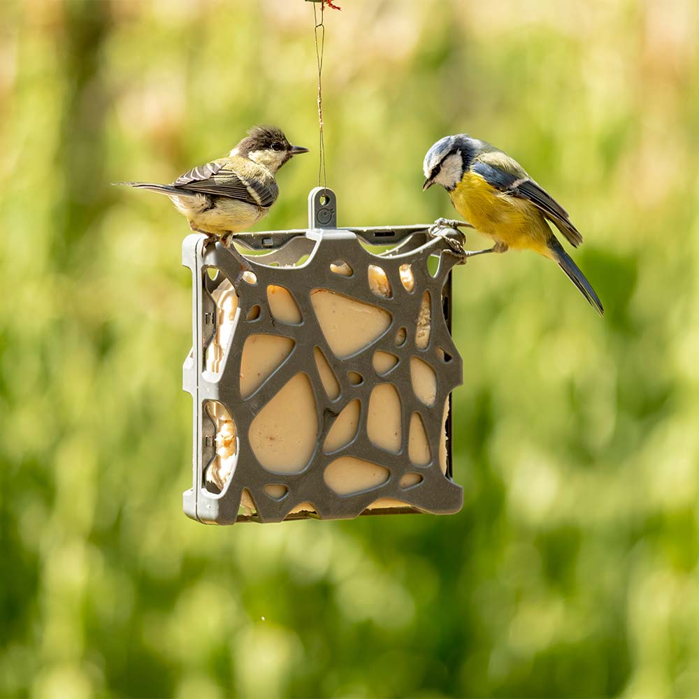 National Trust Anna Recycled Peanut Cake Bird Feeder - 100% recycled