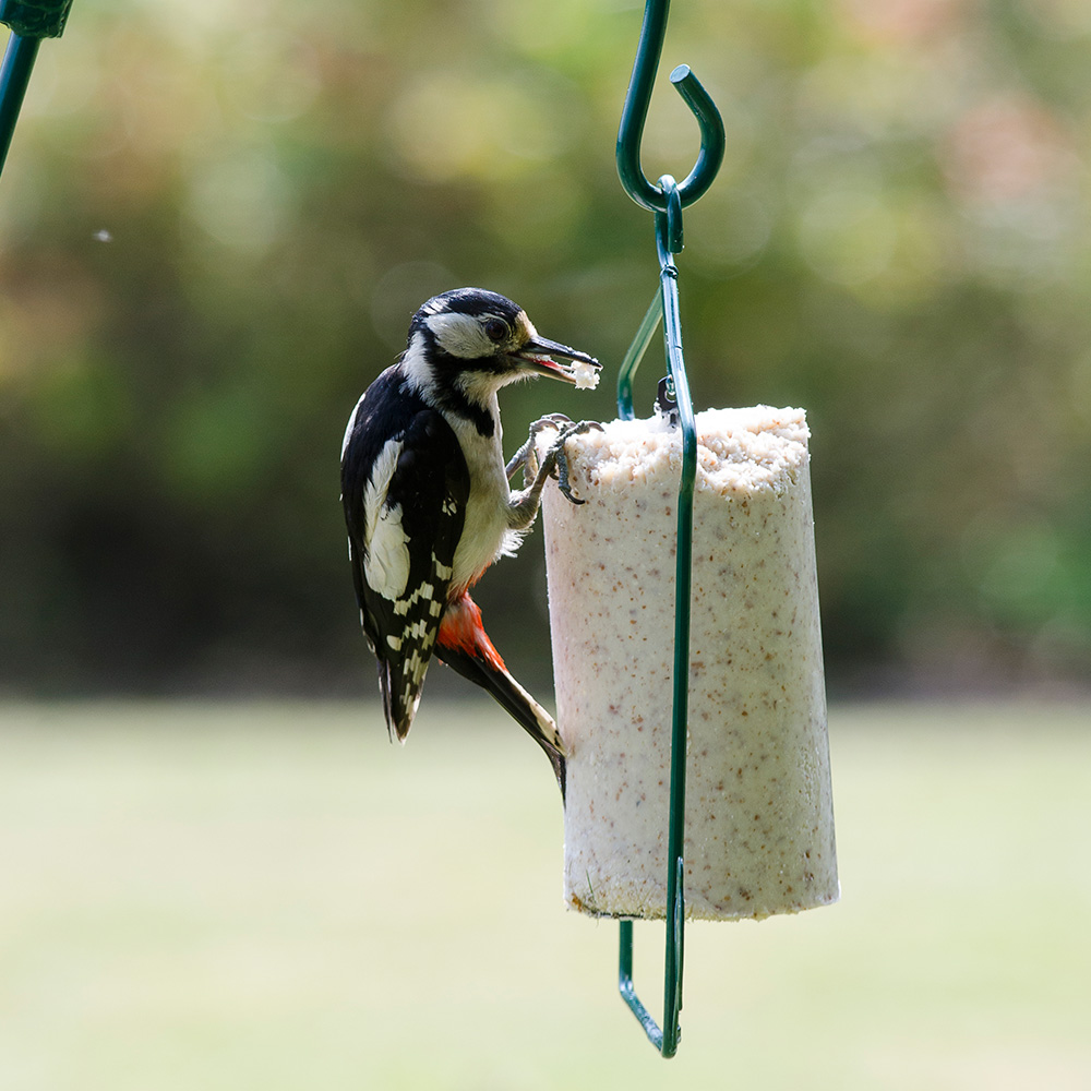 Peanut Cake Hanger Bird Feeder (1 Litre)