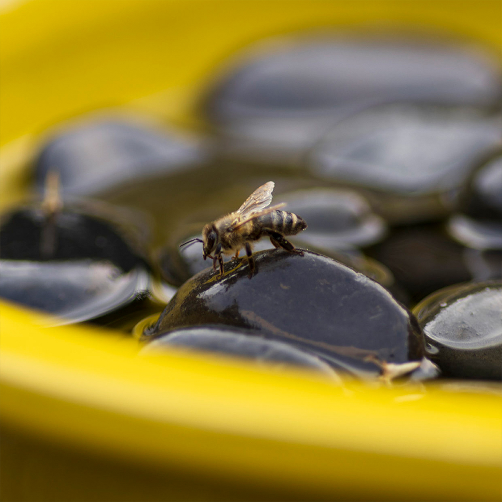 Abreuvoir pour abeilles et papillons