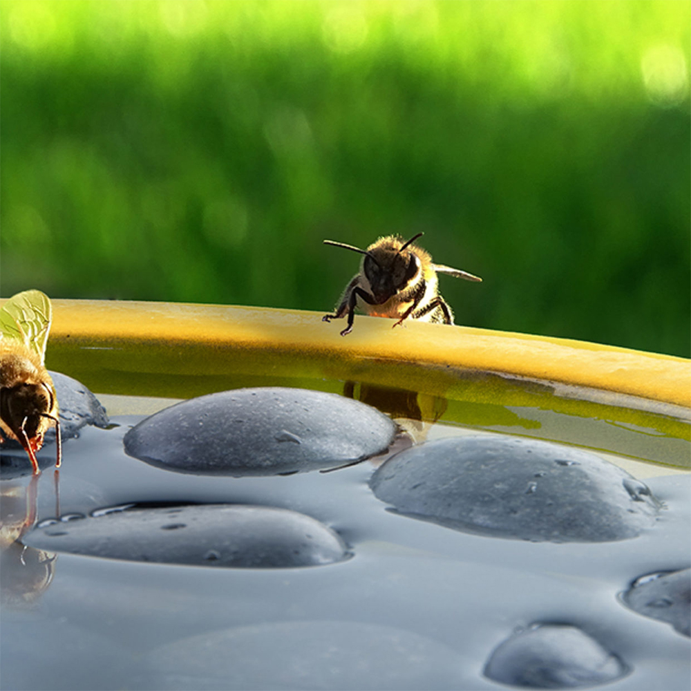 Abreuvoir pour abeilles et papillons