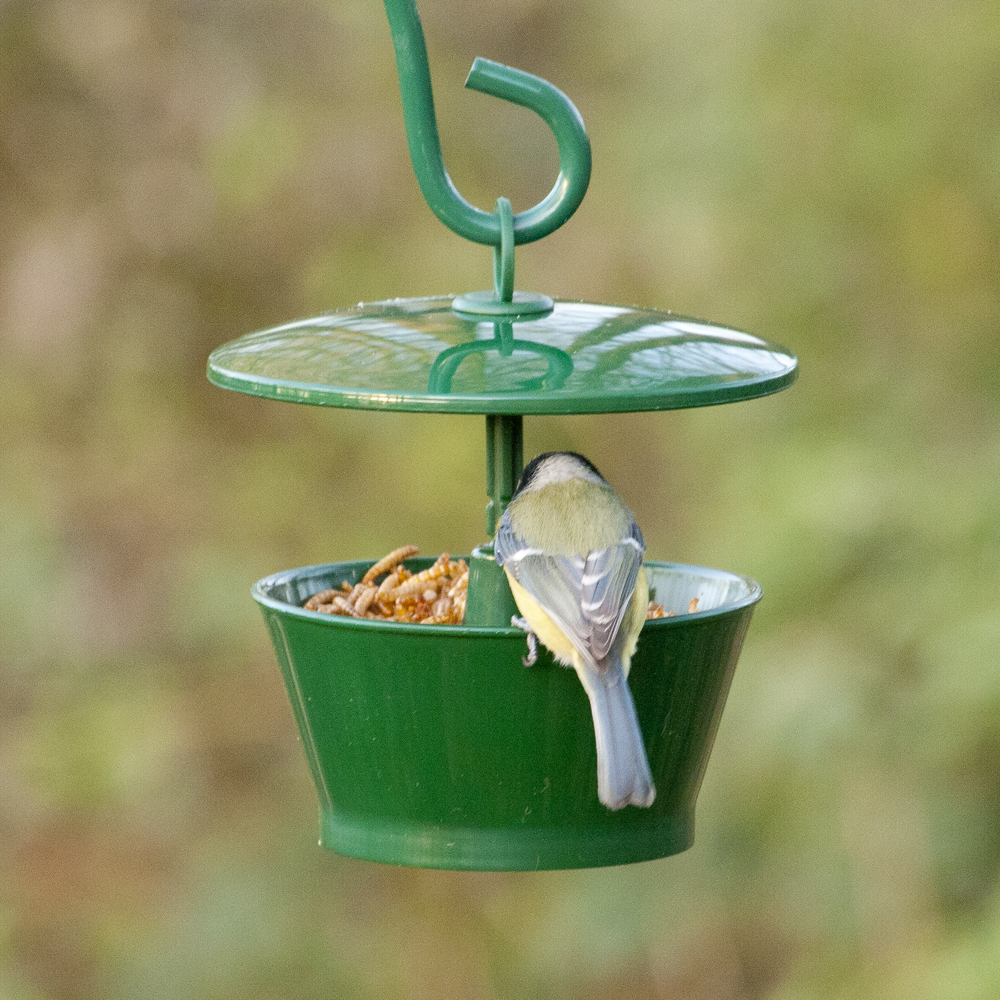 Suet Pellet & Mealworm Bird Feeder