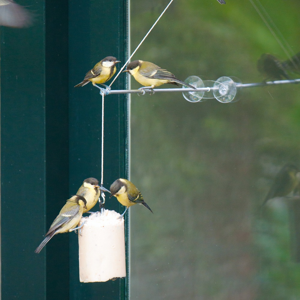 BirdSwing Window Peanut Cake Feeder