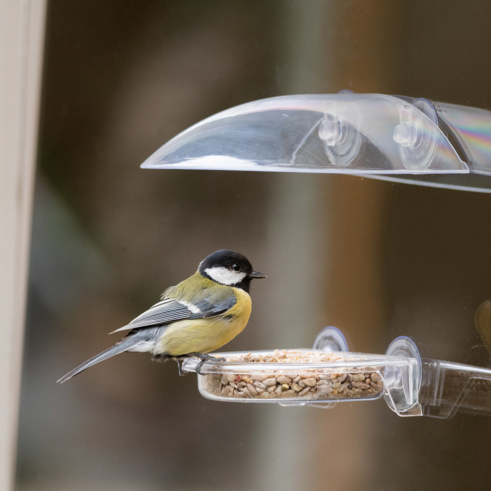 Bordeaux Window Bird Feeder