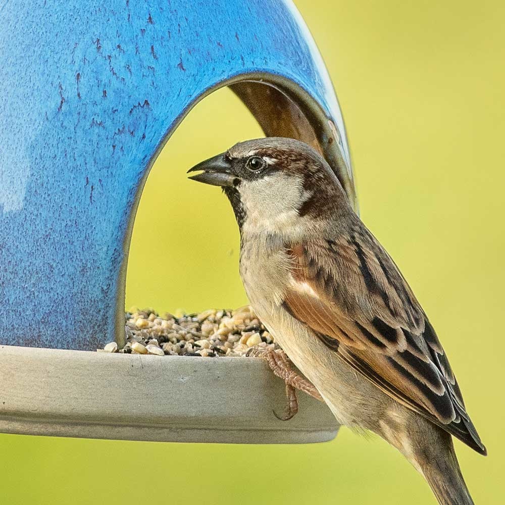 Vierno Tavern Bird Seed Feeder