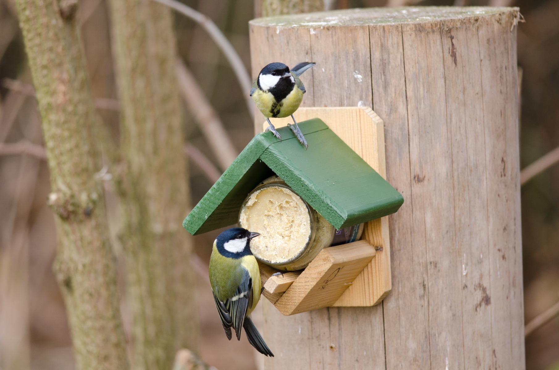 Dublin Peanut Butter Bird Feeder