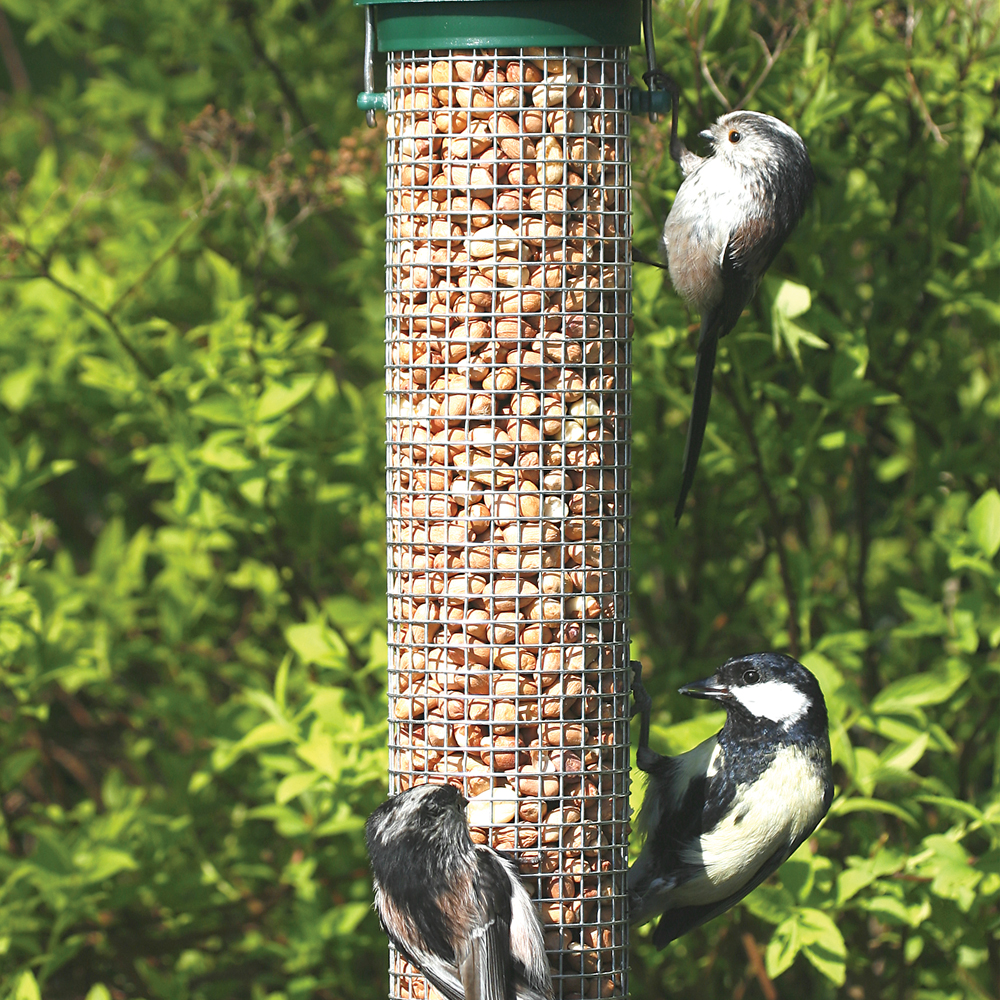 Challenger Medium Peanut Feeder