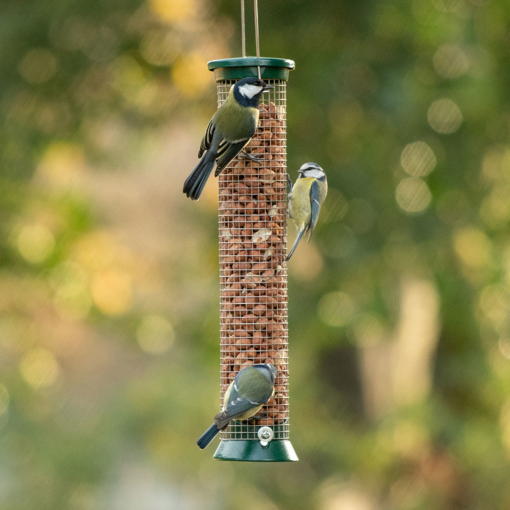 Challenger Medium Peanut Feeder