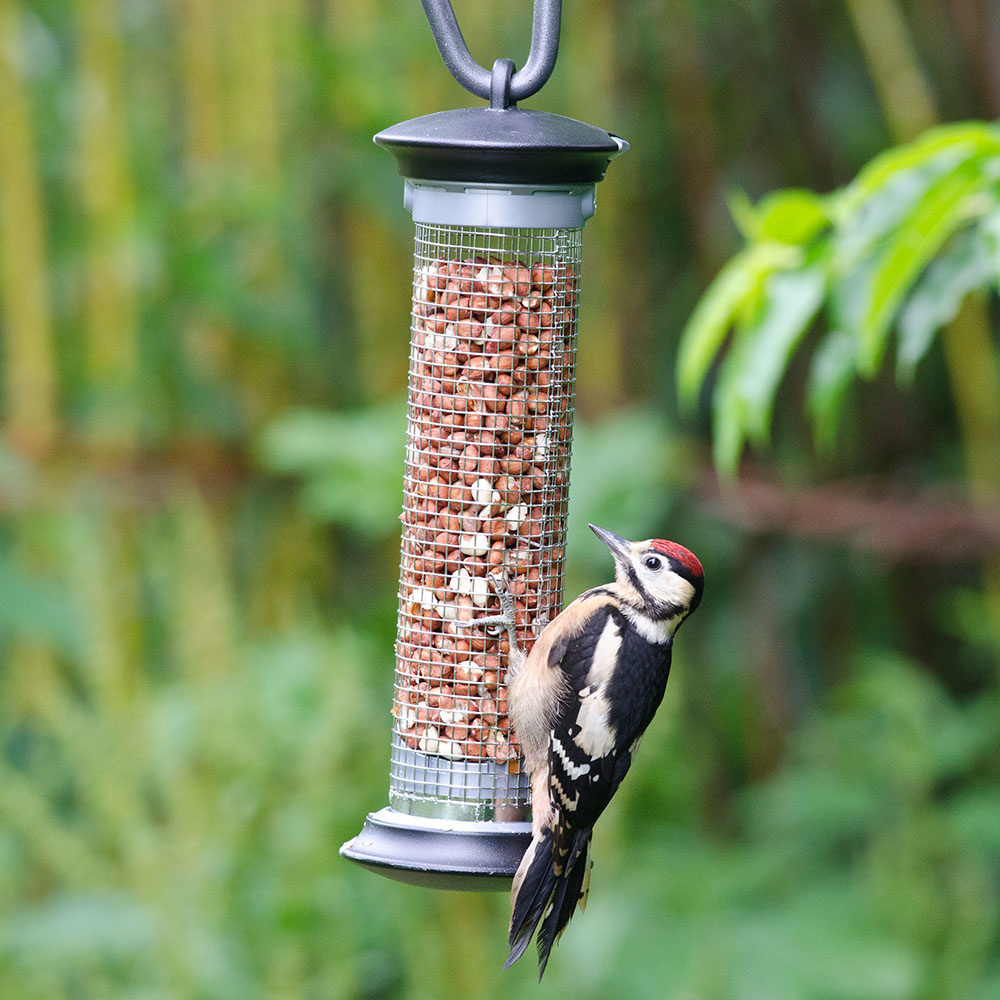 Apollo Bird Seed Feeder Range