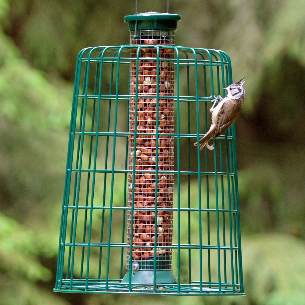 Medium Defender Peanut Bird Feeder with Guardian