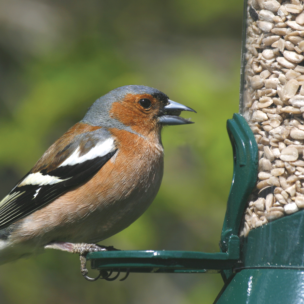 National Trust 2 Port Metal Seed Feeder