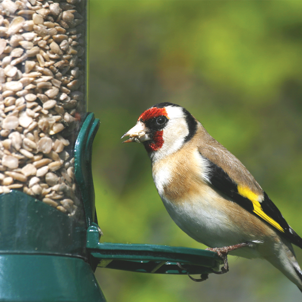 National Trust 2 Port Metal Seed Feeder