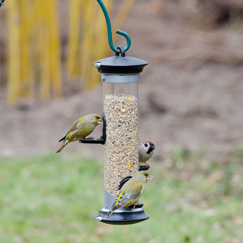 Apollo 3 Port Seed Feeder