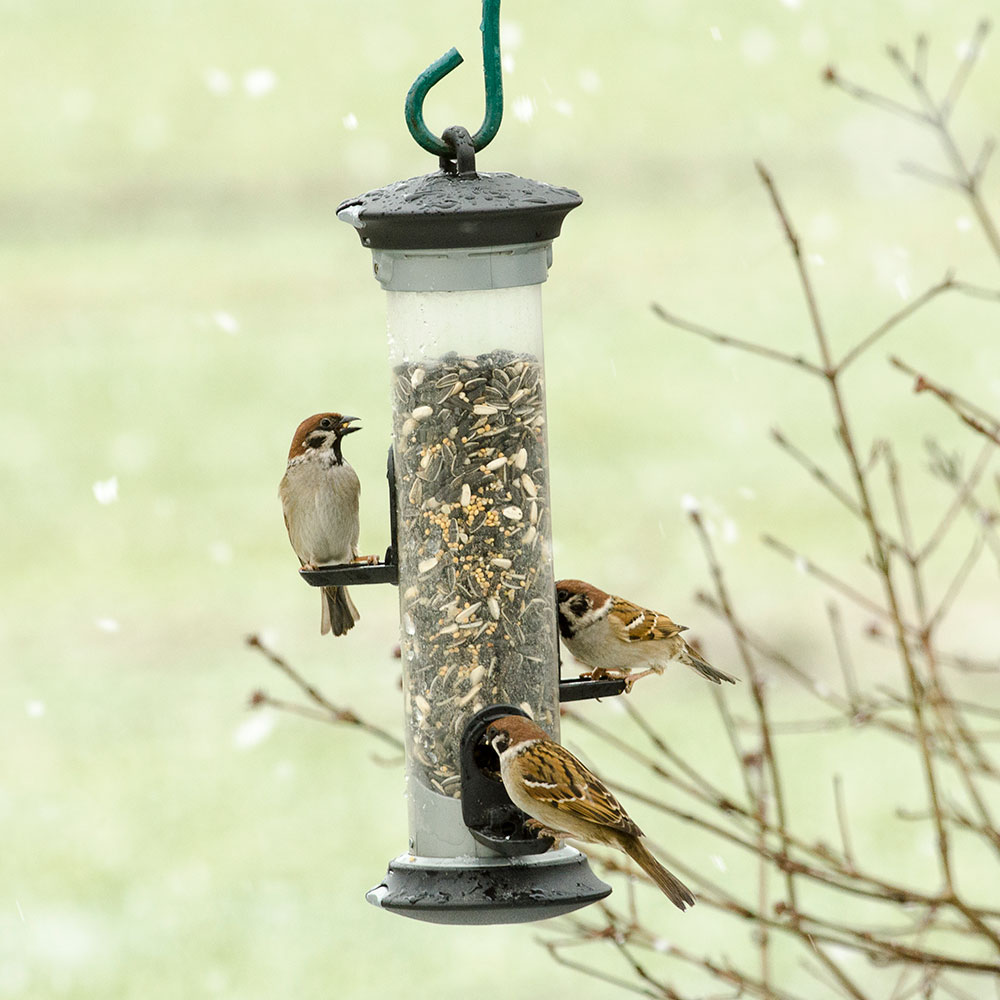 Apollo 3 Port Seed Feeder