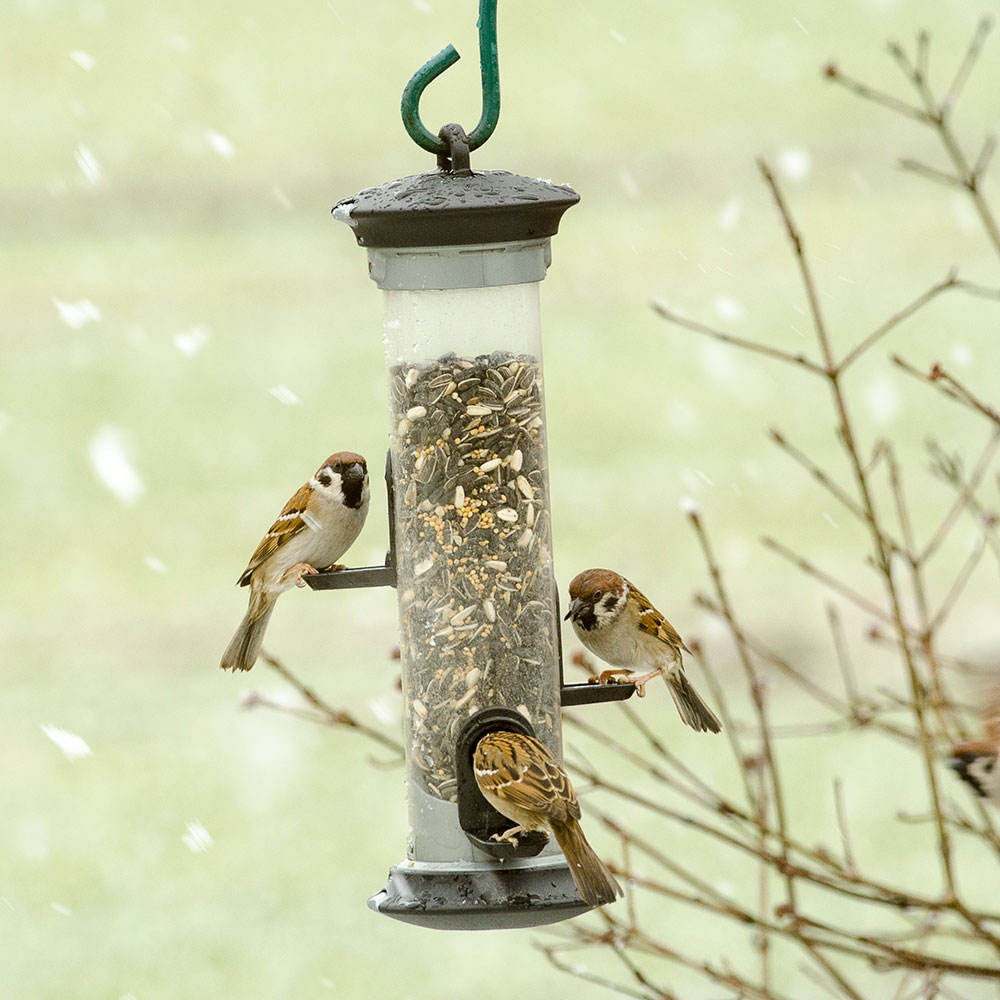 Apollo 3 Port Seed Feeder