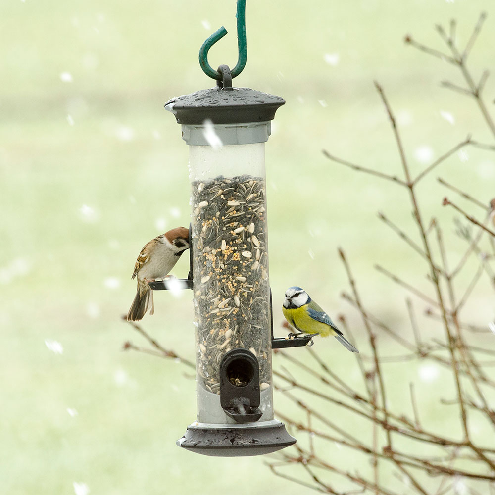 Apollo 3 Port Seed Feeder