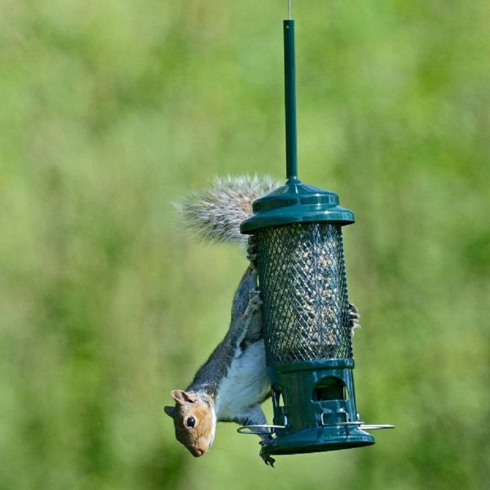 Squirrel Buster Seed Feeder 750ml