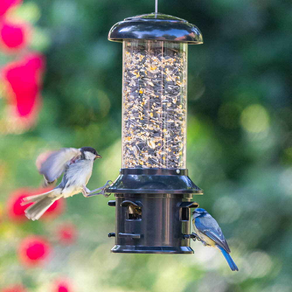 Seed Feeder for Small Birds