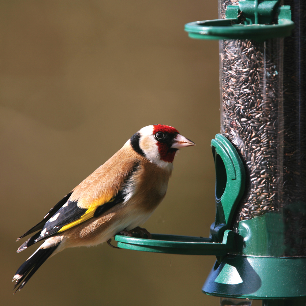 Nyjer Seed Feeder