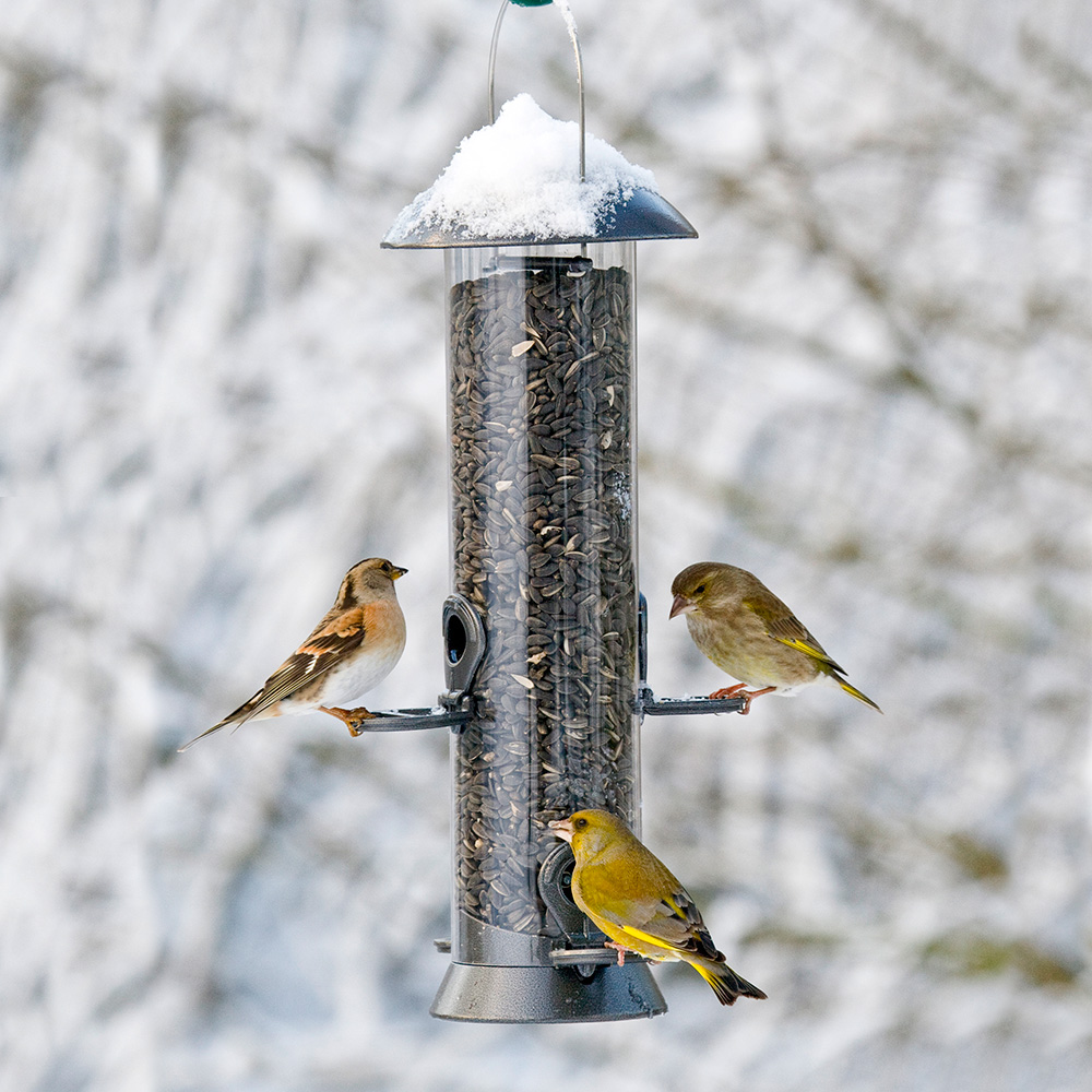 Adventurer Metal Seed Feeder