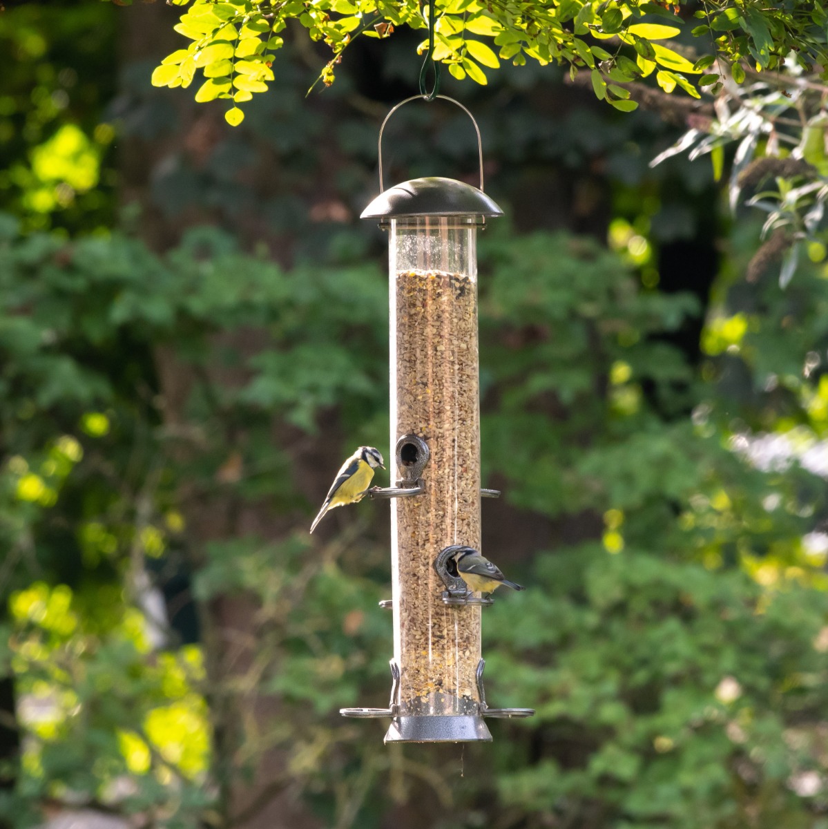 Adventurer Metal Seed Feeder