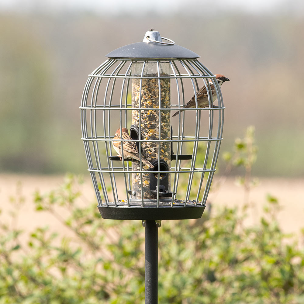 Aura Bird Seed Feeder Guardian Pack