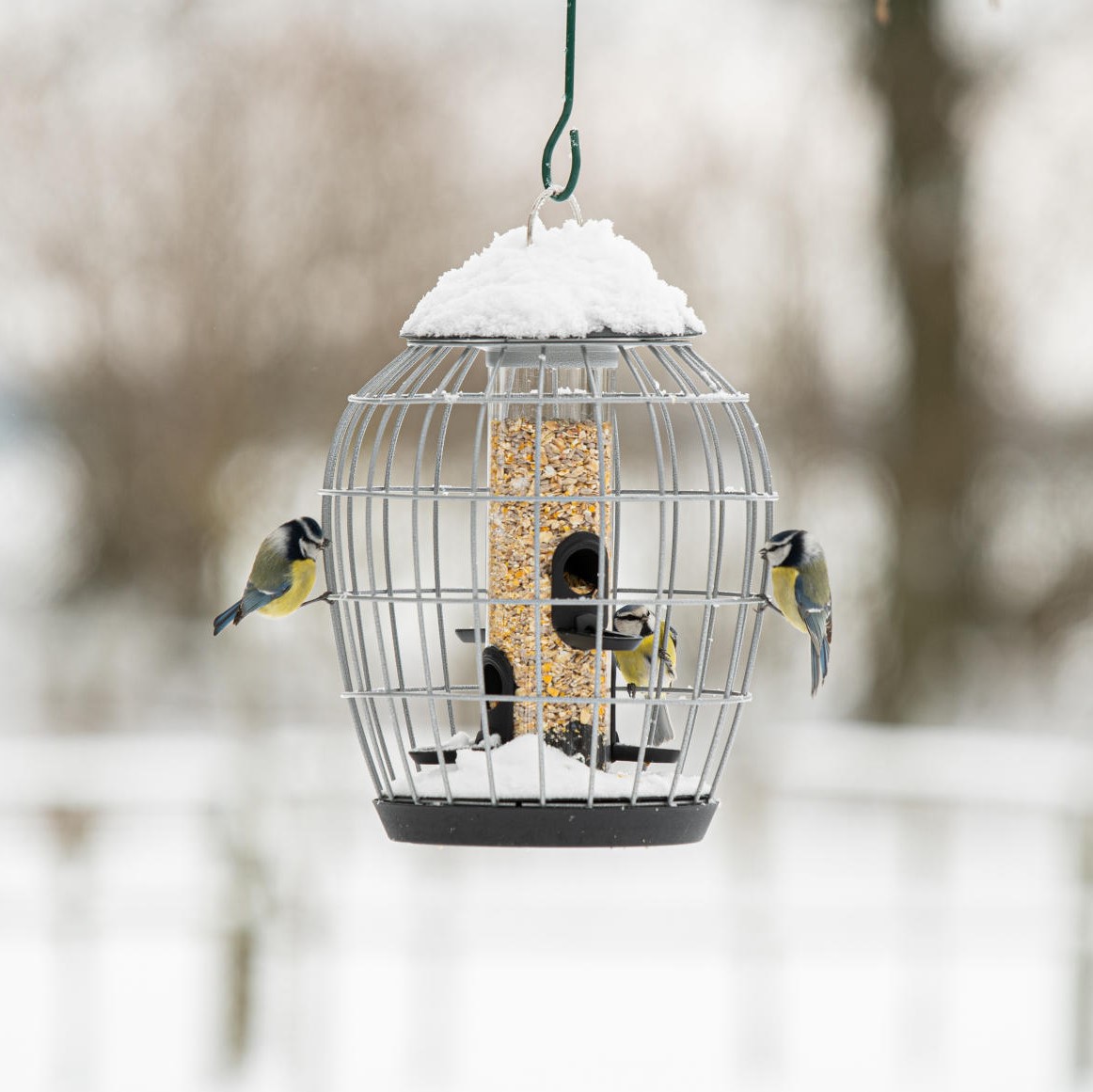 Aura Bird Seed Feeder Guardian Pack