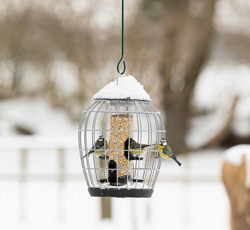 Aura Bird Seed Feeder Guardian Pack