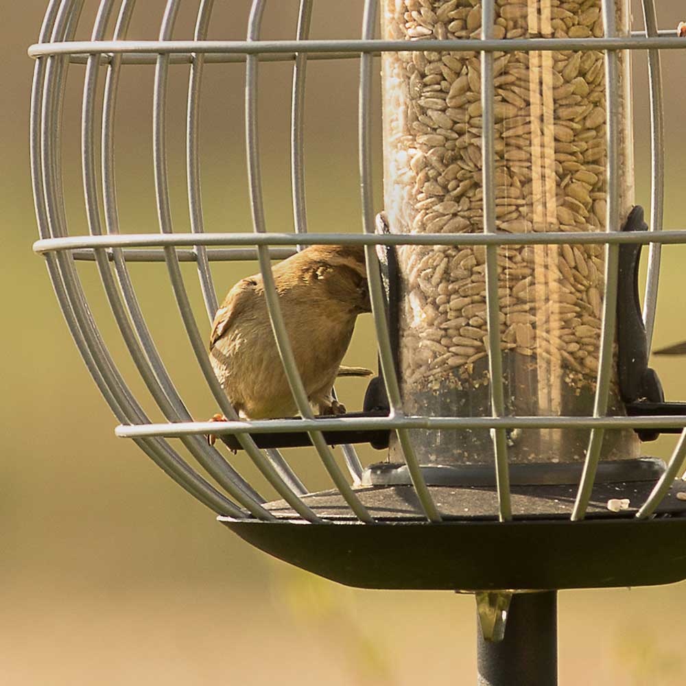 Beschermsilo voor kleine vogels Athena