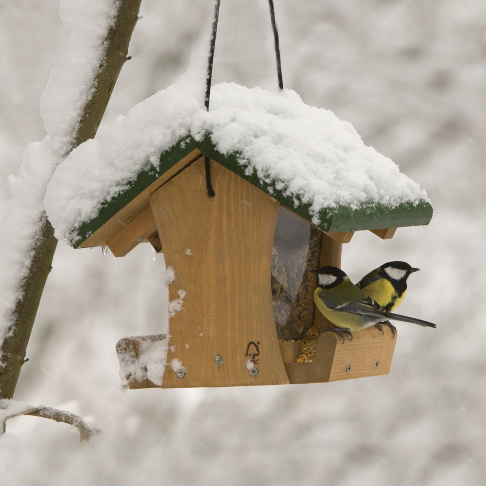 Colorado Seed Feeder