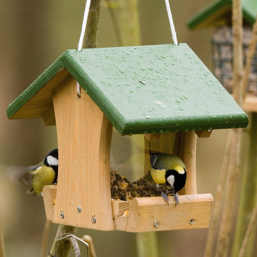 Colorado Seed Feeder