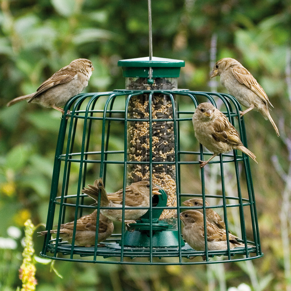 Defender 2 Port Bird Seed Feeder with Guardian