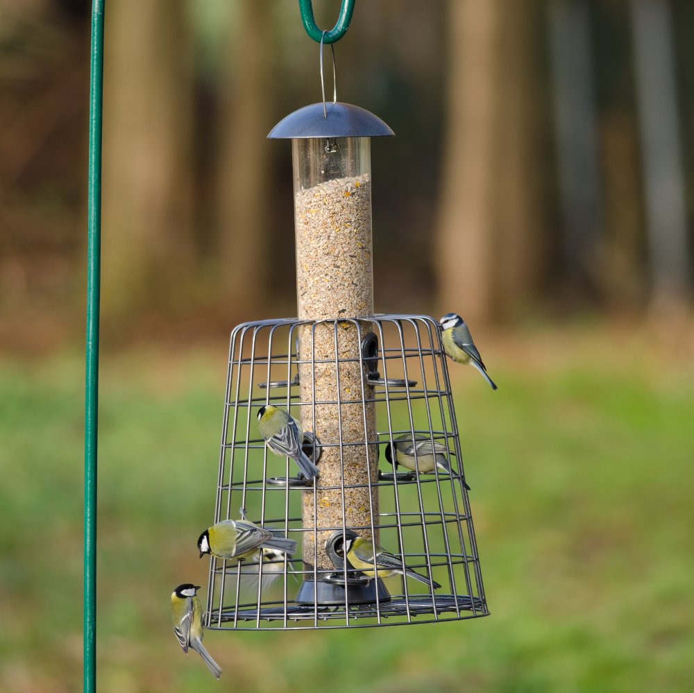 Adventurer 6 Port Bird Seed Feeder with Guardian