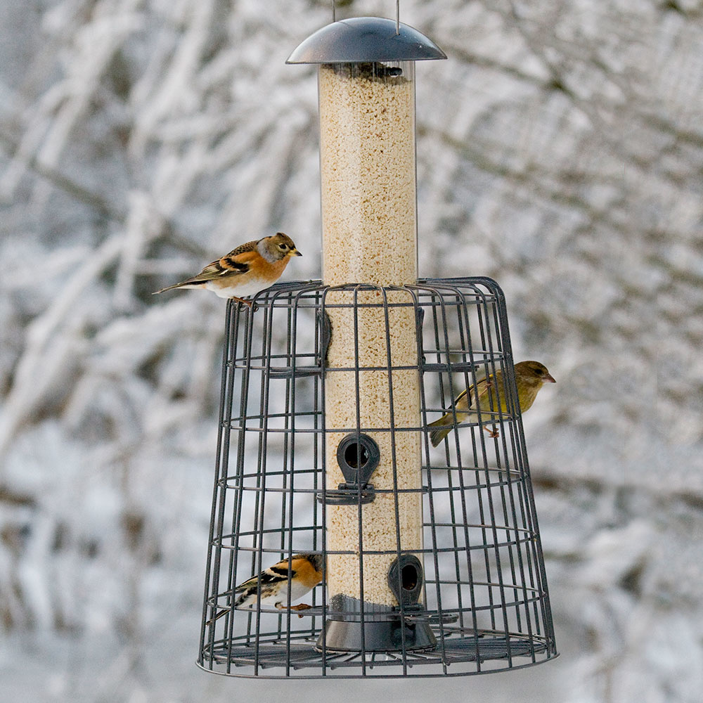 Adventurer 6 Port Bird Seed Feeder with Guardian