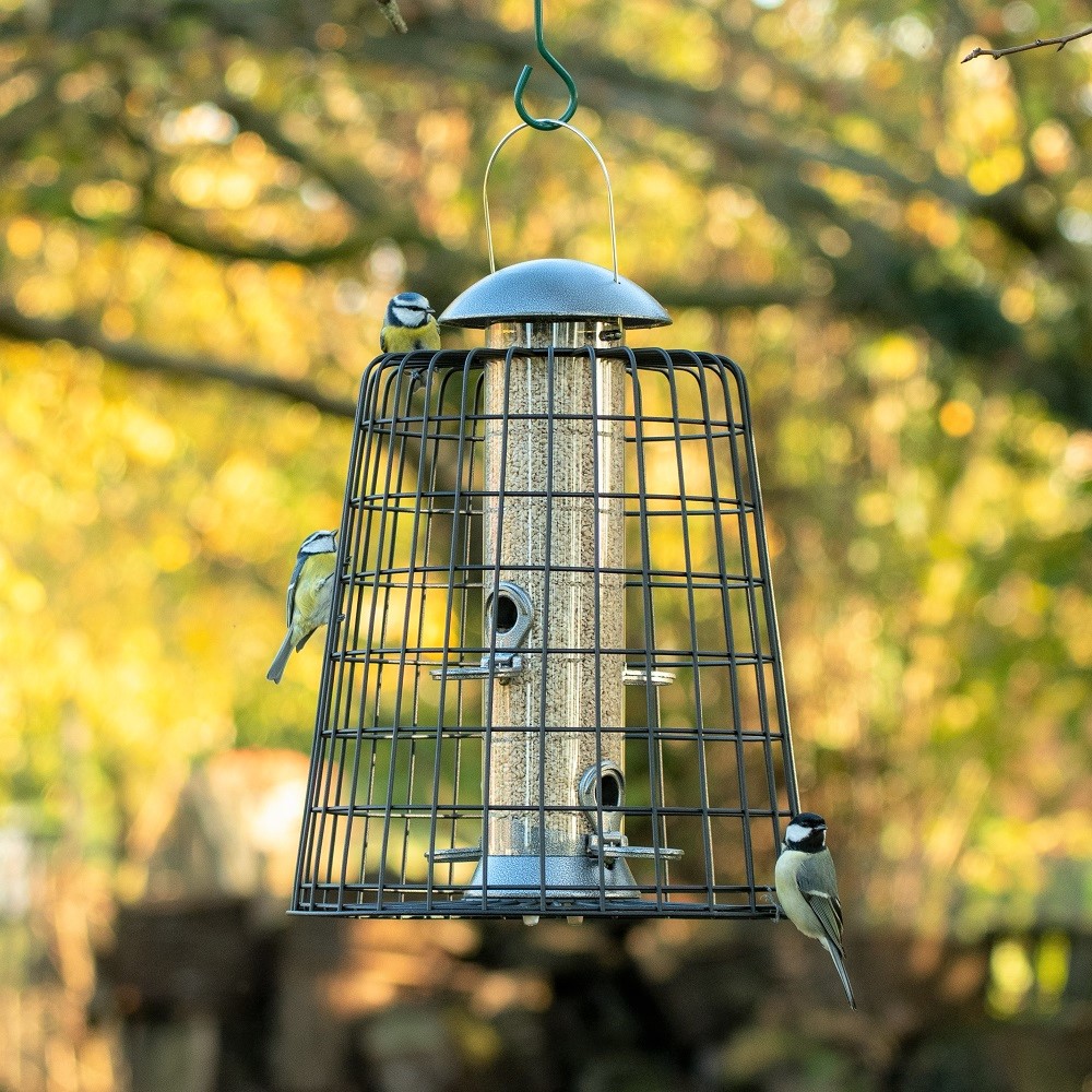 Adventurer 4 Port Bird Seed Feeder with Guardian   