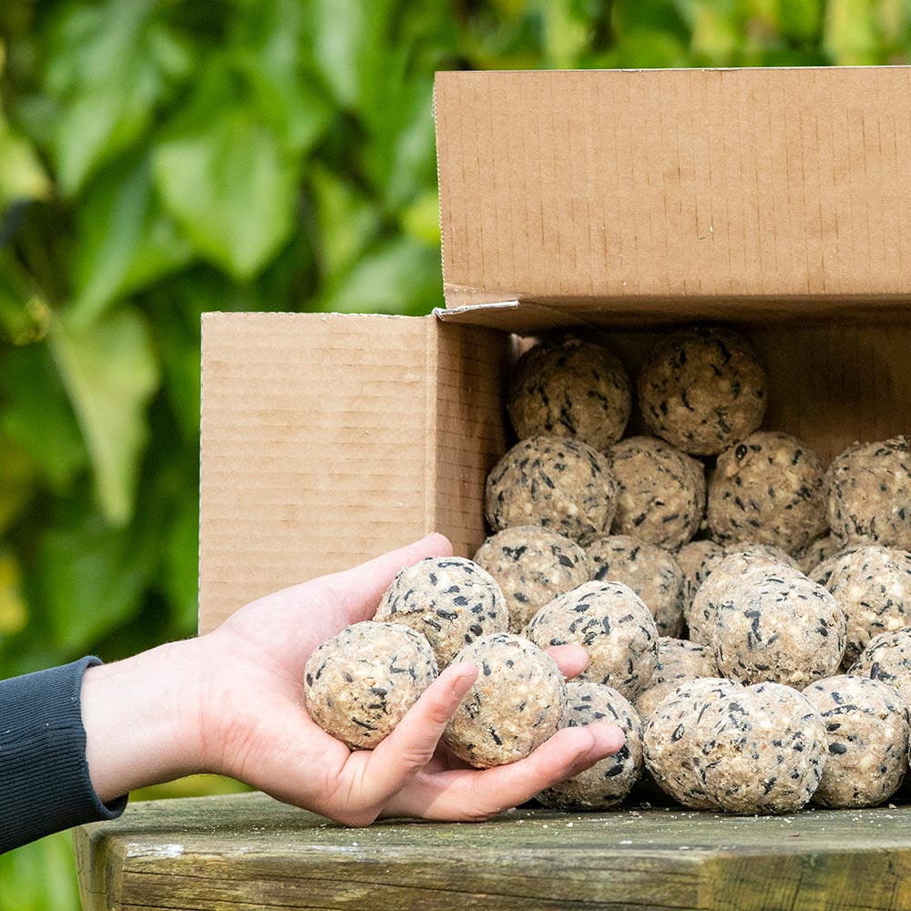 Premium-Meisenknödel mit Mehlwürmern, 50 Stück im Karton