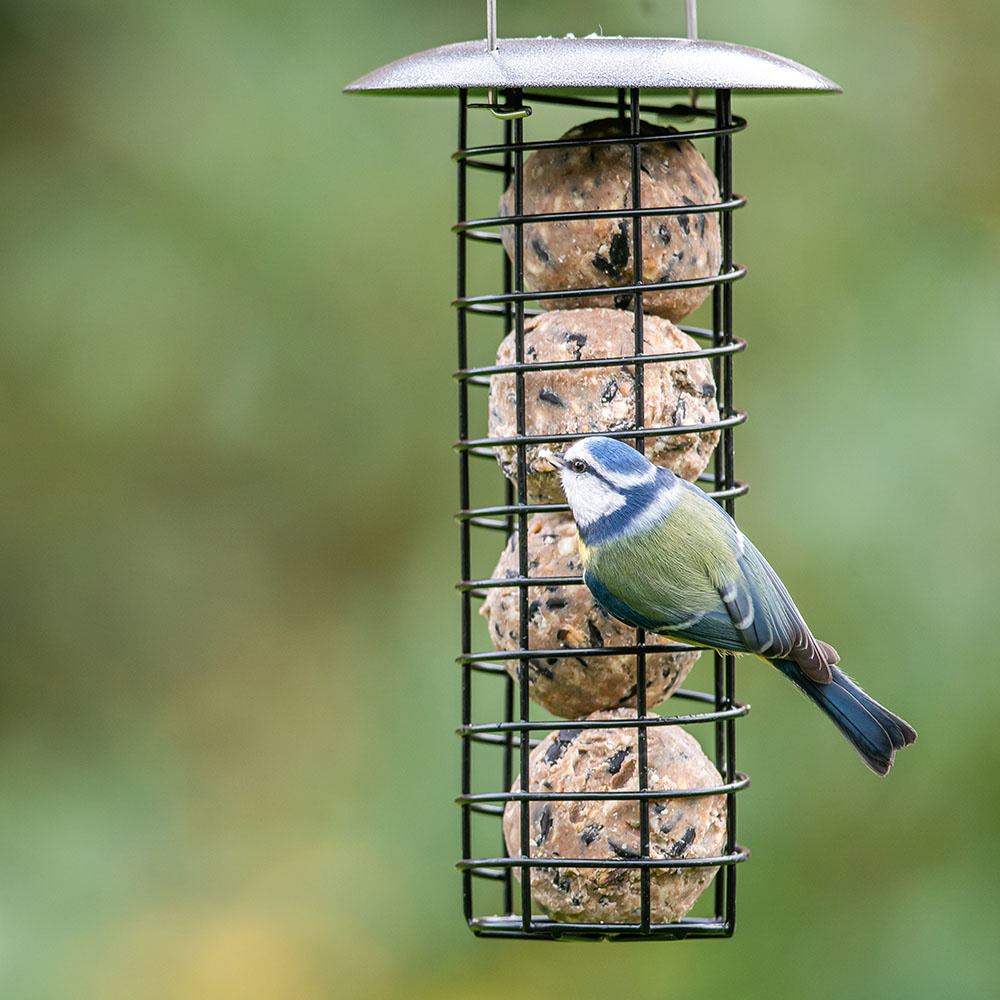Ultimate vetbollen met insecten - 6 stuks