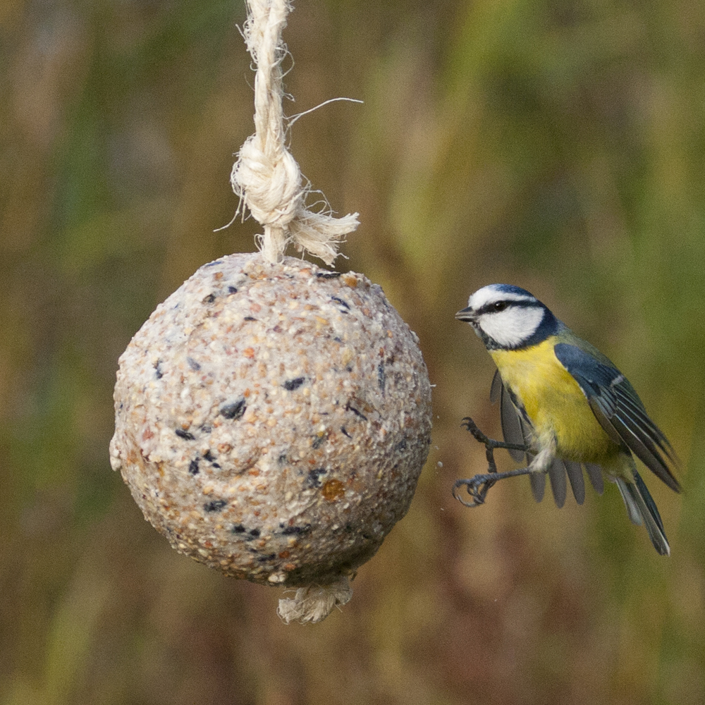 Fuglemat stor meiseboll original 450 g